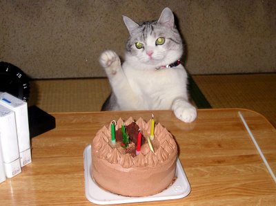 happy-birthday-cat.jpg